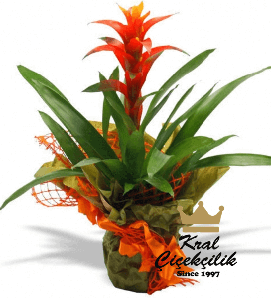 canli-saksi-cicek-11.png