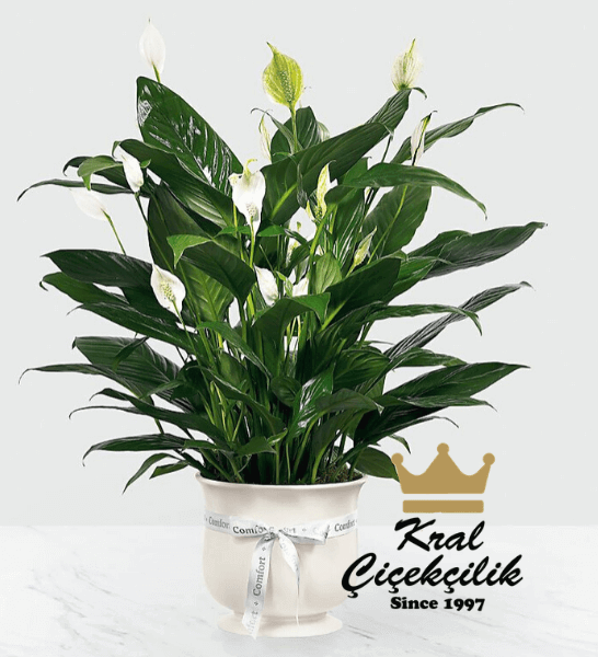 canli-saksi-cicek-2.png