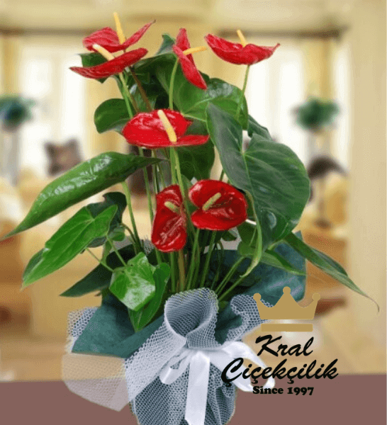 canli-saksi-cicek-27.png